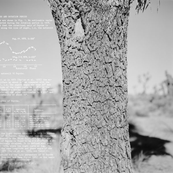 black and white photos of a tree overlaid with scientific data in white text.