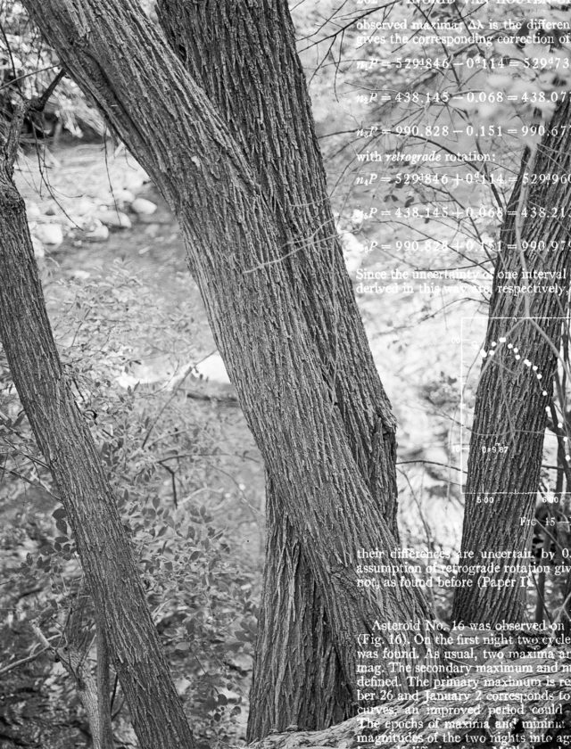 black and white photos of trees overlaid with scientific data in white text.